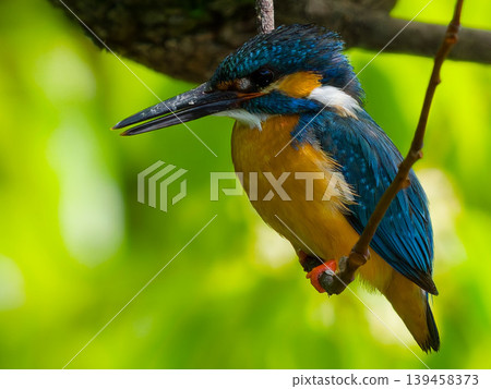 A kingfisher perched on a branch amidst the fresh green leaves. A kingfisher perched on a branch amidst the fresh green leaves. 139458373