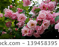 Spanish Beauty 139458395
