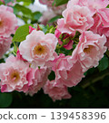 Spanish Beauty 139458396