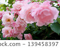 Spanish Beauty 139458397