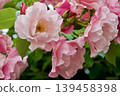 Spanish Beauty 139458398