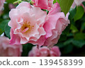 Spanish Beauty 139458399