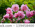 Spanish Beauty 139458400