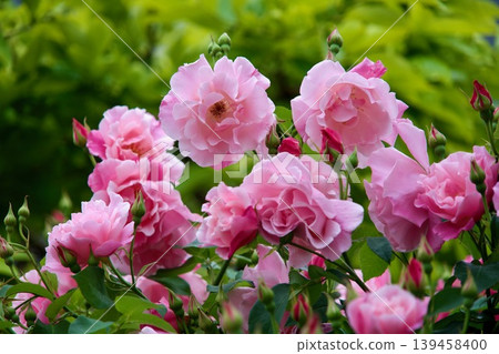 Spanish Beauty Spanish Beauty 139458400