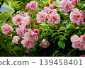 Spanish Beauty 139458401