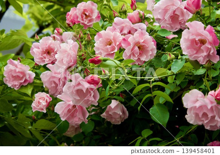 Spanish Beauty Spanish Beauty 139458401