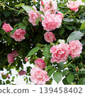 Spanish Beauty 139458402