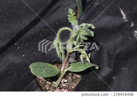 Withered watermelon grafted seedling Withered watermelon grafted seedling 139458486