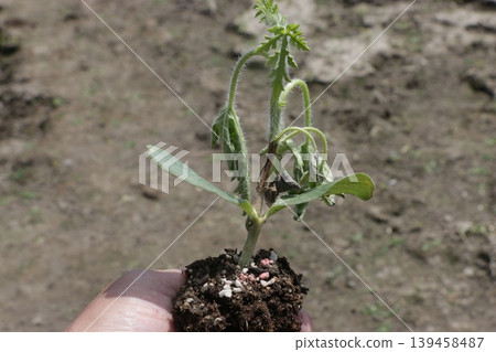 Withered watermelon grafted seedling 139458487