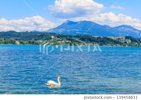 White swan swimming on Lake Lucerne in Lucerne, Switzerland White swan swimming on Lake Lucerne in Lucerne, Switzerland 139458631