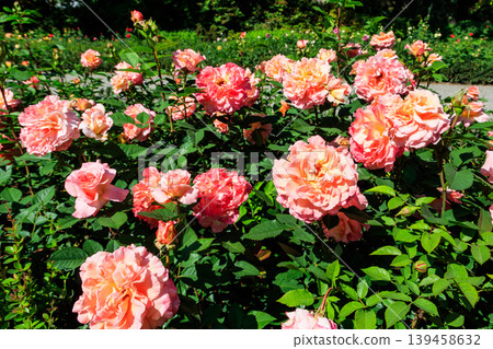 Beautiful pink roses on flower bed in a garden Beautiful pink roses on flower bed in a garden 139458632