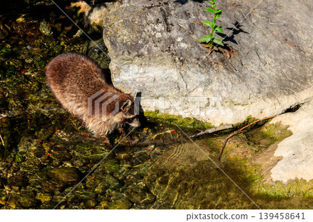Common raccoon (Procyon lotor) in a small river. Animals in wildlife Common raccoon (Procyon lotor) in a small river. Animals in wildlife 139458641