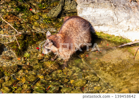 Common raccoon (Procyon lotor) in a small river. Animals in wildlife Common raccoon (Procyon lotor) in a small river. Animals in wildlife 139458642