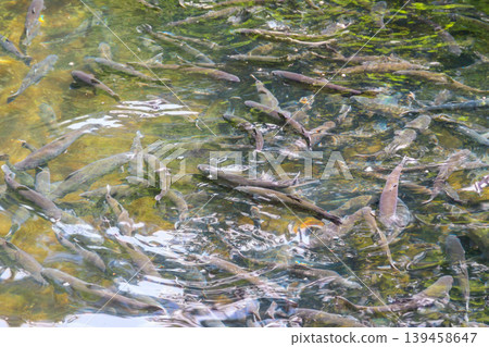 Artificial pond with fish on a trout farm Artificial pond with fish on a trout farm 139458647