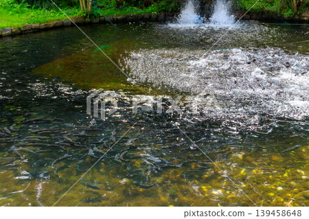 Artificial pond with fish on a trout farm Artificial pond with fish on a trout farm 139458648