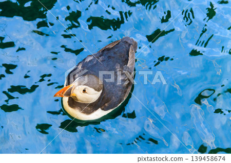 Atlantic puffin (Fratercula arctica), also known as the common puffin Atlantic puffin (Fratercula arctica), also known as the common puffin 139458674