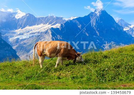 Cow grazing on an alpine meadow on First Mountain high above Grindelwald, Switzerland Cow grazing on an alpine meadow on First Mountain high above Grindelwald, Switzerland 139458679