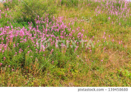 Rosebay willowherb or fireweed (Chamaenerion angustifolium) growing on the alpine meadow Rosebay willowherb or fireweed (Chamaenerion angustifolium) growing on the alpine meadow 139458680