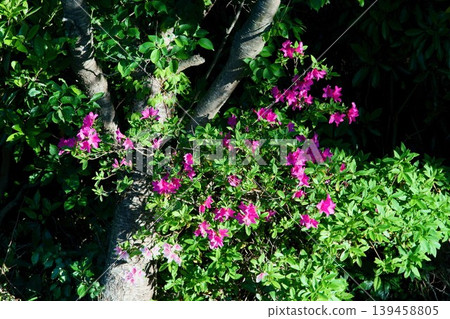 櫻花樹旁的杜鵑花 139458805