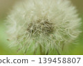 蒲公英絨毛 C 139458807