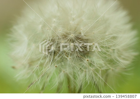 蒲公英絨毛 C 139458807