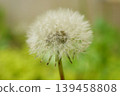 蒲公英絨毛 D 139458808