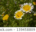 菊花 B 139458809