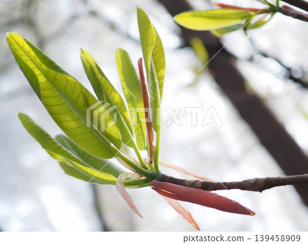 Young leaves of the Magnolia obovata tree (20260424065446) Young leaves of the Magnolia obovata tree (20260424065446) 139458909