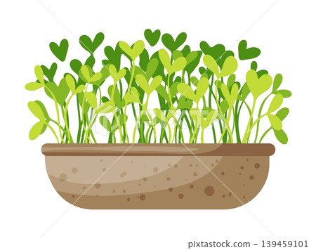 Microgreens Growing in Brown Soil Tray Clipart Microgreens Growing in Brown Soil Tray Clipart 139459101