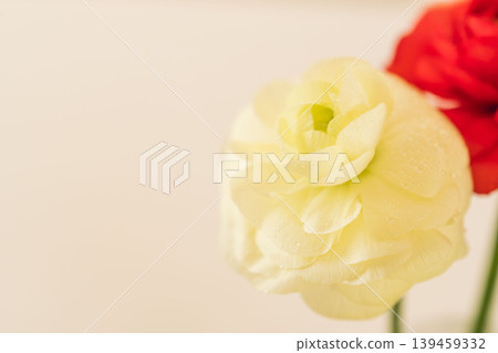 紅白相間的毛茛花室內特寫 04 139459332
