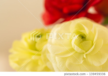 Close-up indoor shots of red and white ranunculus flowers 08 Close-up indoor shots of red and white ranunculus flowers 08 139459336