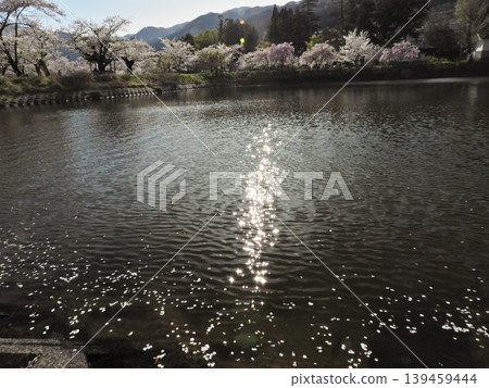 櫻花和一道光束點綴著水面。 櫻花和一道光束點綴著水面。 139459444