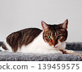 Beautiful green-eyed cat resting. 139459575