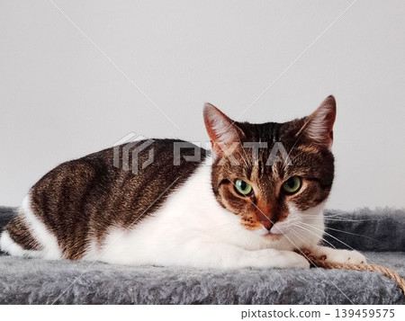 Beautiful green-eyed cat resting. 139459575