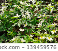 Beautiful wood anemones in a forest. 139459576