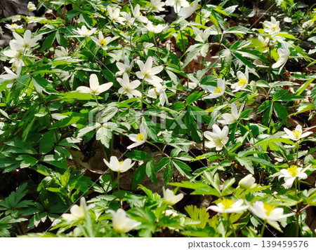 Beautiful wood anemones in a forest. 139459576