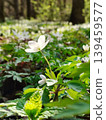 White wood anemone flower blooming in the spring forest. 139459577