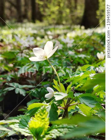 White wood anemone flower blooming in the spring forest. 139459577