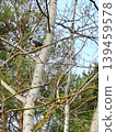 Crow sitting on a branch of a birch tree in the spring forest. 139459578