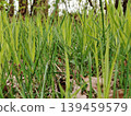 Fresh green grass growing in the spring forest with a low angle close up view. 139459579