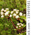 Close up of white pear tree flower buds on a branch in the spring garden. 139459581