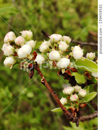Close up of white pear tree flower buds on a branch in the spring garden. 139459581
