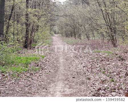 Dirt path leading through a spring forest. Dirt path leading through a spring forest. 139459582