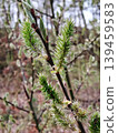 Close up of blooming willow catkins on a branch in the spring forest. 139459583