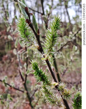 Close up of blooming willow catkins on a branch in the spring forest. 139459583