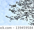 Tree canopy on a blue sky. 139459584
