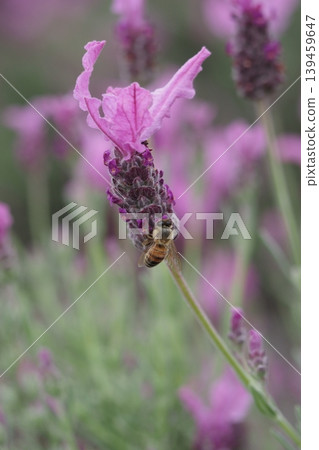Pink lavender flowers and bees Pink lavender flowers and bees 139459647