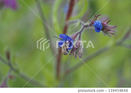 Blue herb flowers and white bees Blue herb flowers and white bees 139459648