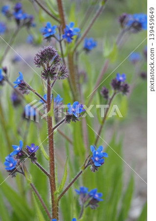 藍色的開花草本植物 藍色的開花草本植物 139459649