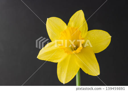 Yellow daffodil flowers photographed indoors against a black background (04) Yellow daffodil flowers photographed indoors against a black background (04) 139459891